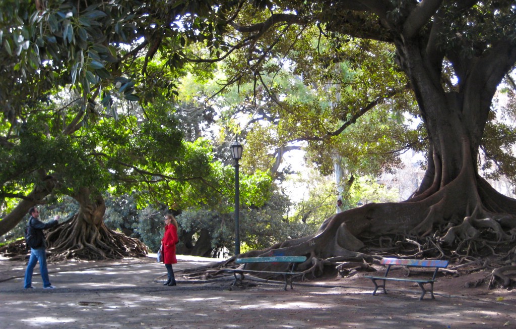 buenos aires tree